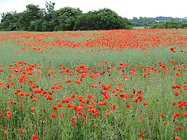 罌粟,罌粟花田,klatschmohn