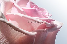 玫瑰,復合材料,鮮花