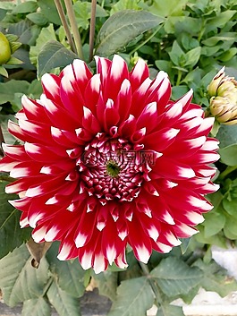 花,植物區(qū)系,自然