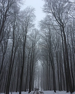 樹木,冬天,雪