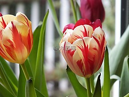 郁金香,鮮花,春天