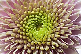 菊花,宏,綠色