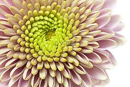 菊花,宏,綠色
