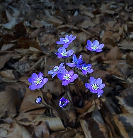 赫帕卡,藍(lán)色,葉子