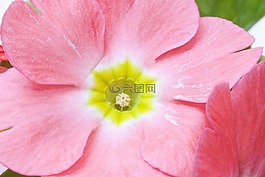報春花,報春花尋常的混合,粉紅色