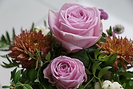 玫瑰,花,斯特劳斯