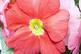 報春花,報春花尋常的混合,三文魚