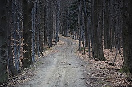 方式,森林,山
