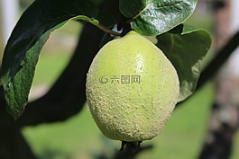 桲,水果,樹