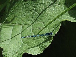 蜻蜓,性質(zhì),葉子