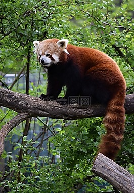小熊貓,維也納,動(dòng)物園