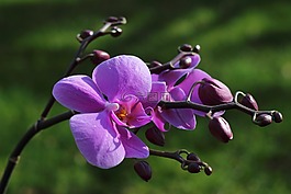 蘭花,花,開(kāi)花