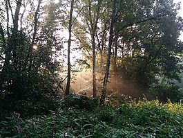 森林,太陽,樹木