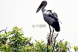 起重機,印度,鳥