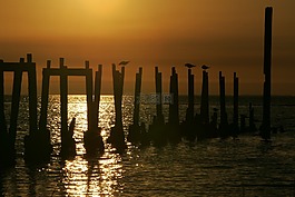 鳥,坐,樁材