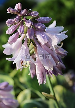 花,花卉,性質(zhì)