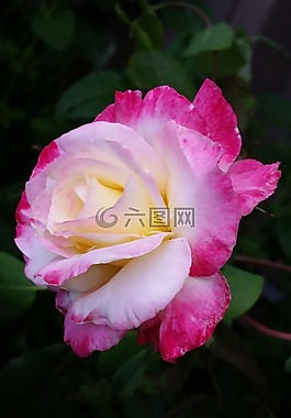 雙重喜悅,玫瑰,香
