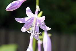 花,性質(zhì),紫色花