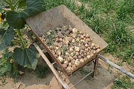 蔥,收獲,樁