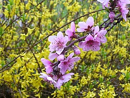 春,pesco,花