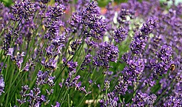 熏衣草,開(kāi)花,薰衣草花