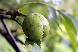 核桃,樹,水果