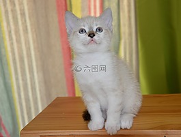 貓,小貓,眼睛