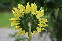太陽花,黃色,廠