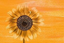 太陽花,開花,夏天畫