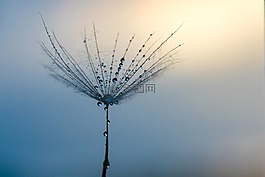 蒲公英,一滴水,日落