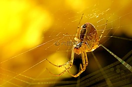 蜘蛛,蜘蛛網(wǎng),甜瓜蜘蛛
