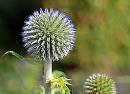 開花,藍(lán)色,全球薊