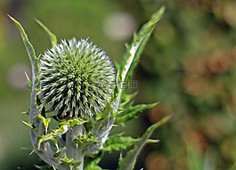 开花,全球蓟,echinops
