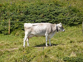 牛,農(nóng)場,動物