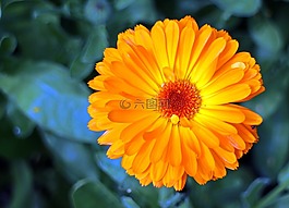 開花,萬壽菊,園藝