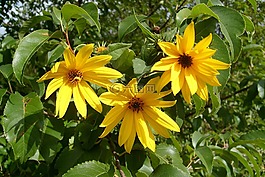 黃色的花朵,性質(zhì),開(kāi)花