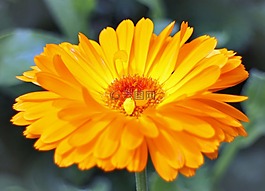 開花,萬壽菊,園藝