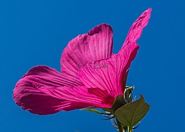沼澤芙蓉,粉色,花卉
