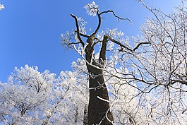 冬季,树,宫殿乐团辞别 selo