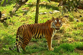 虎,動物園,老虎
