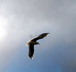 飛,天空,鳥(niǎo)