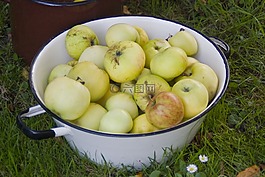 蘋果,性質(zhì),花園