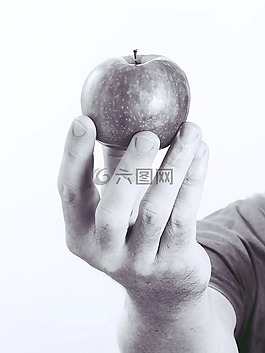 苹果,手,水果