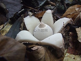 蘑菇,csillaggomba,神秘