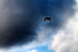 鳥,天空,云