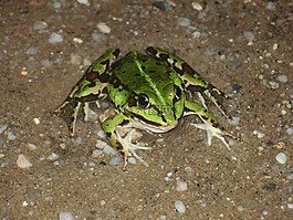 青蛙,動物,綠色