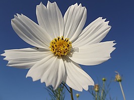 花卉,cosmos,春