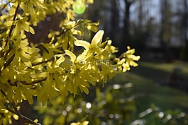 黃色,花,春天