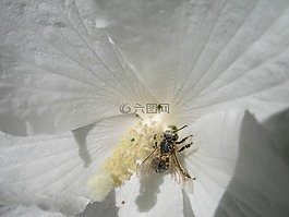 蜜蜂,花粉,開花