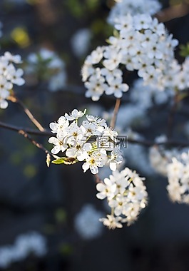 春,水華,開花